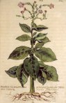 tobacco-in-perfumery-tobacco-plant