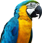 parrot_PNG721