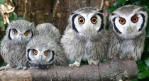 Baby-Owls-l (1)